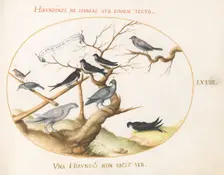 Animalia Volatilia et Amphibia (Aier): Plate LXVIII, c. 1575/1580. Creator: Joris Hoefnagel