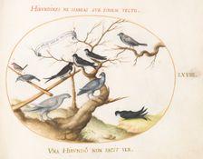 Animalia Volatilia et Amphibia (Aier): Plate LXVIII, c. 1575/1580. Creator: Joris Hoefnagel