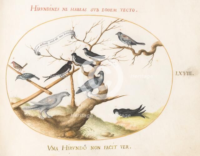 Animalia Volatilia et Amphibia (Aier): Plate LXVIII, c. 1575/1580. Creator: Joris Hoefnagel.