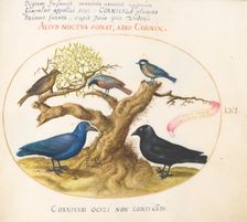 Animalia Volatilia et Amphibia (Aier): Plate LXI, c. 1575/1580. Creator: Joris Hoefnagel