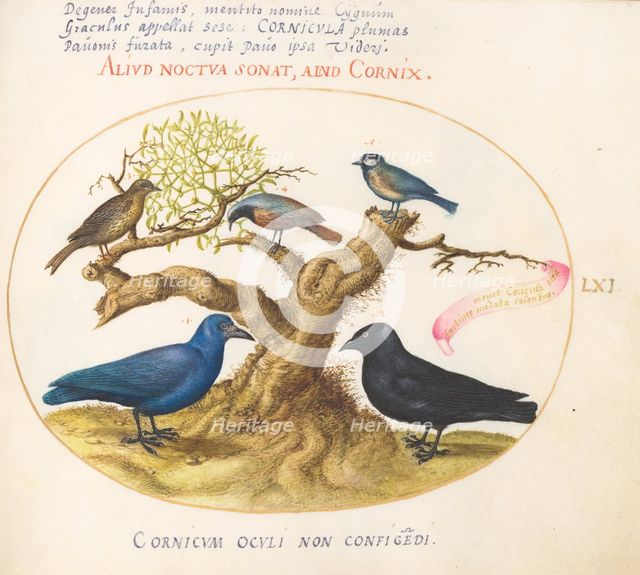 Animalia Volatilia et Amphibia (Aier): Plate LXI, c. 1575/1580. Creator: Joris Hoefnagel.