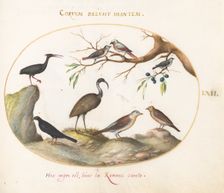 Animalia Volatilia et Amphibia (Aier): Plate LXII, c. 1575/1580. Creator: Joris Hoefnagel