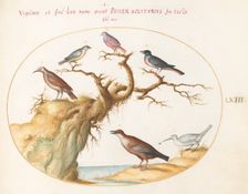 Animalia Volatilia et Amphibia (Aier): Plate LXIII, c. 1575/1580. Creator: Joris Hoefnagel