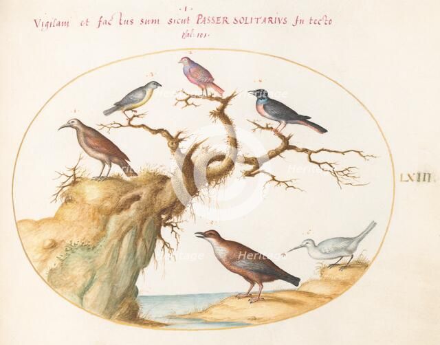 Animalia Volatilia et Amphibia (Aier): Plate LXIII, c. 1575/1580. Creator: Joris Hoefnagel.