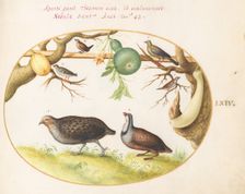 Animalia Volatilia et Amphibia (Aier): Plate LXIV, c. 1575/1580. Creator: Joris Hoefnagel