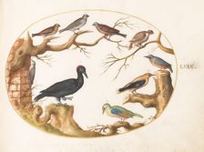 Animalia Volatilia et Amphibia (Aier): Plate LXIX, c. 1575/1580. Creator: Joris Hoefnagel