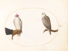 Animalia Volatilia et Amphibia (Aier): Plate V, c. 1575/1580. Creator: Joris Hoefnagel