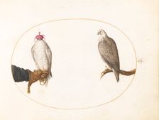 Animalia Volatilia et Amphibia (Aier): Plate V, c. 1575/1580. Creator: Joris Hoefnagel