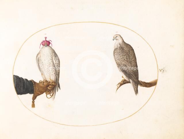 Animalia Volatilia et Amphibia (Aier): Plate V, c. 1575/1580. Creator: Joris Hoefnagel.