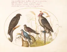 Animalia Volatilia et Amphibia (Aier): Plate VI, c. 1575/1580. Creator: Joris Hoefnagel