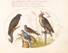 Animalia Volatilia et Amphibia (Aier): Plate VI, c. 1575/1580. Creator: Joris Hoefnagel