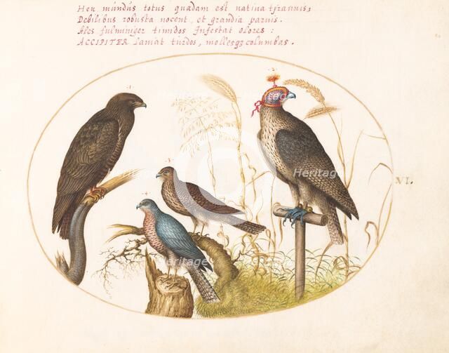 Animalia Volatilia et Amphibia (Aier): Plate VI, c. 1575/1580. Creator: Joris Hoefnagel.