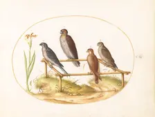 Animalia Volatilia et Amphibia (Aier): Plate VII, c. 1575/1580. Creator: Joris Hoefnagel