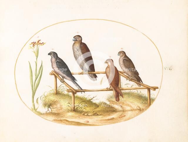 Animalia Volatilia et Amphibia (Aier): Plate VII, c. 1575/1580. Creator: Joris Hoefnagel.