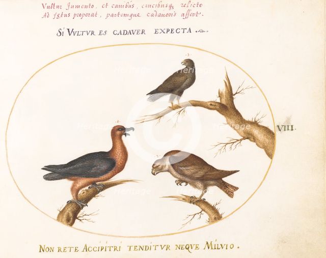 Animalia Volatilia et Amphibia (Aier): Plate VIII, c. 1575/1580. Creator: Joris Hoefnagel.