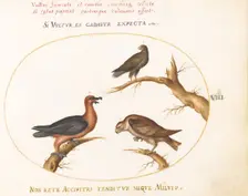 Animalia Volatilia et Amphibia (Aier): Plate VIII, c. 1575/1580. Creator: Joris Hoefnagel