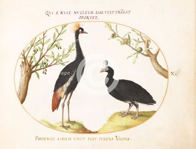 Animalia Volatilia et Amphibia (Aier): Plate X, c. 1575/1580. Creator: Joris Hoefnagel.