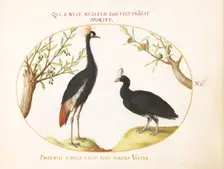Animalia Volatilia et Amphibia (Aier): Plate X, c. 1575/1580. Creator: Joris Hoefnagel