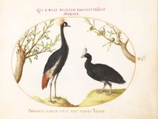 Animalia Volatilia et Amphibia (Aier): Plate X, c. 1575/1580. Creator: Joris Hoefnagel