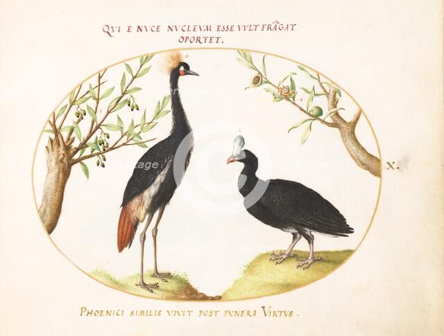 Animalia Volatilia et Amphibia (Aier): Plate X, c. 1575/1580. Creator: Joris Hoefnagel.