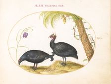 Animalia Volatilia et Amphibia (Aier): Plate XI, c. 1575/1580. Creator: Joris Hoefnagel