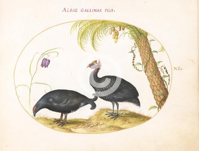 Animalia Volatilia et Amphibia (Aier): Plate XI, c. 1575/1580. Creator: Joris Hoefnagel.