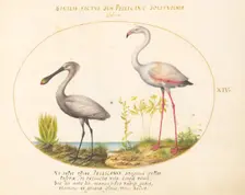 Animalia Volatilia et Amphibia (Aier): Plate XIV, c. 1575/1580. Creator: Joris Hoefnagel