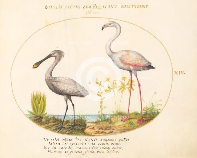 Animalia Volatilia et Amphibia (Aier): Plate XIV, c. 1575/1580. Creator: Joris Hoefnagel.