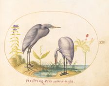 Animalia Volatilia et Amphibia (Aier): Plate XIX, c. 1575/1580. Creator: Joris Hoefnagel