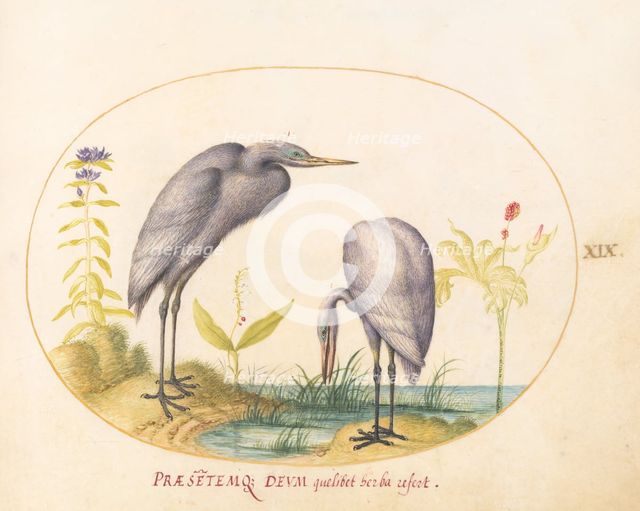 Animalia Volatilia et Amphibia (Aier): Plate XIX, c. 1575/1580. Creator: Joris Hoefnagel.