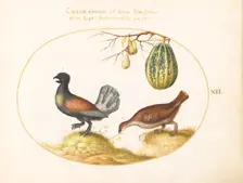 Animalia Volatilia et Amphibia (Aier): Plate XII, c. 1575/1580. Creator: Joris Hoefnagel