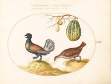 Animalia Volatilia et Amphibia (Aier): Plate XII, c. 1575/1580. Creator: Joris Hoefnagel