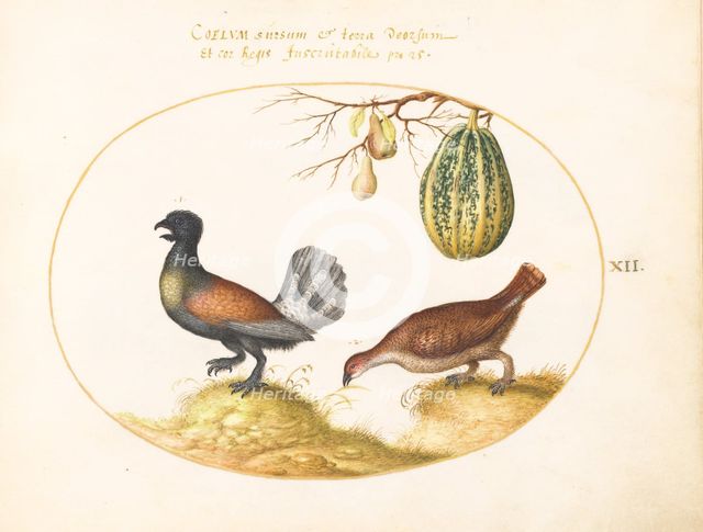Animalia Volatilia et Amphibia (Aier): Plate XII, c. 1575/1580. Creator: Joris Hoefnagel.