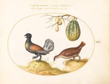 Animalia Volatilia et Amphibia (Aier): Plate XII, c. 1575/1580. Creator: Joris Hoefnagel