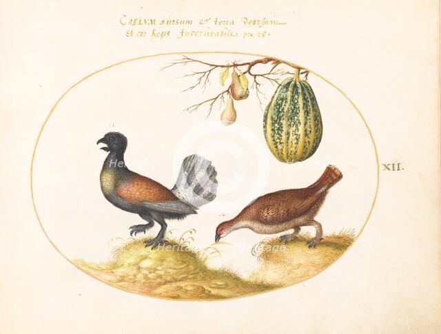 Animalia Volatilia et Amphibia (Aier): Plate XII, c. 1575/1580. Creator: Joris Hoefnagel.