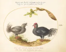 Animalia Volatilia et Amphibia (Aier): Plate XIII, c. 1575/1580. Creator: Joris Hoefnagel