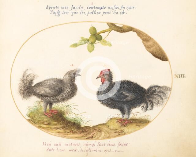 Animalia Volatilia et Amphibia (Aier): Plate XIII, c. 1575/1580. Creator: Joris Hoefnagel.