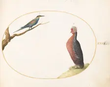 Animalia Volatilia et Amphibia (Aier): Plate XL, c. 1575/1580. Creator: Joris Hoefnagel
