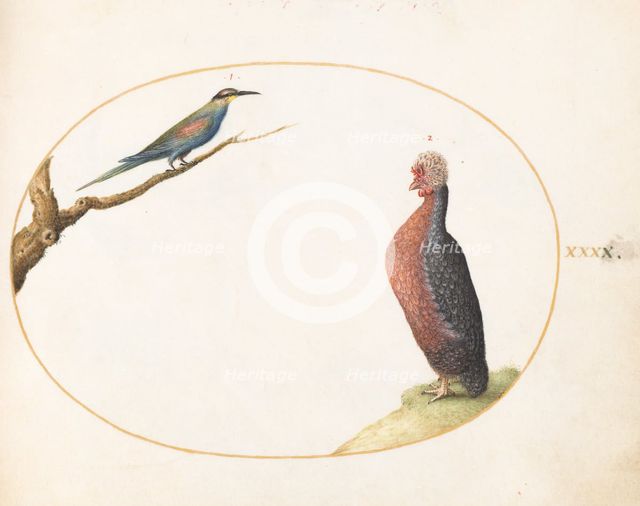 Animalia Volatilia et Amphibia (Aier): Plate XL, c. 1575/1580. Creator: Joris Hoefnagel.