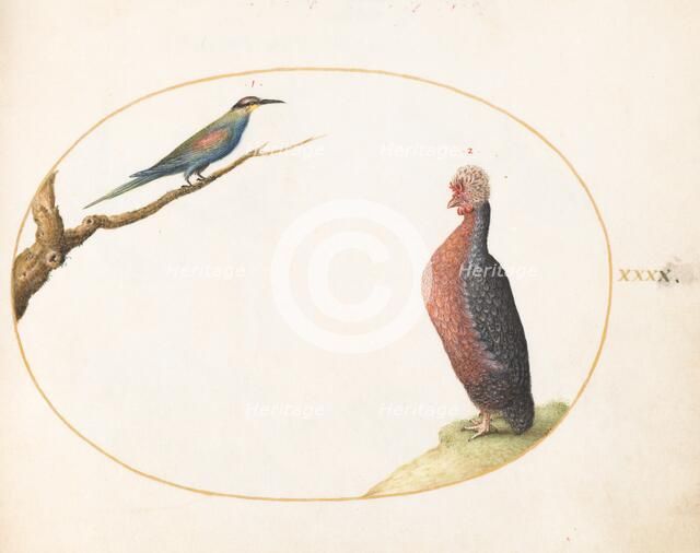 Animalia Volatilia et Amphibia (Aier): Plate XL, c. 1575/1580. Creator: Joris Hoefnagel.