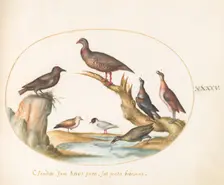 Animalia Volatilia et Amphibia (Aier): Plate XLV, c. 1575/1580. Creator: Joris Hoefnagel