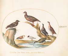 Animalia Volatilia et Amphibia (Aier): Plate XLV, c. 1575/1580. Creator: Joris Hoefnagel