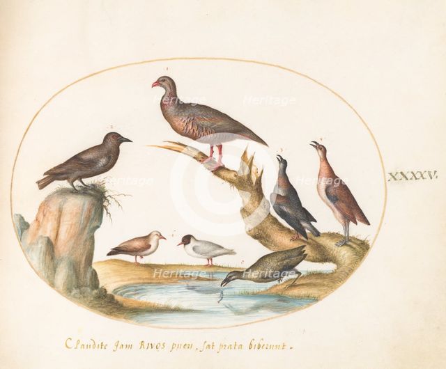 Animalia Volatilia et Amphibia (Aier): Plate XLV, c. 1575/1580. Creator: Joris Hoefnagel.