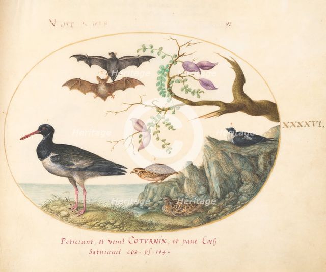 Animalia Volatilia et Amphibia (Aier): Plate XLVI, c. 1575/1580. Creator: Joris Hoefnagel.