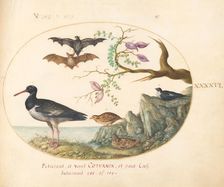Animalia Volatilia et Amphibia (Aier): Plate XLVI, c. 1575/1580. Creator: Joris Hoefnagel