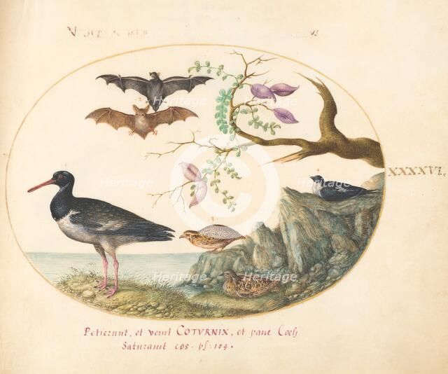 Animalia Volatilia et Amphibia (Aier): Plate XLVI, c. 1575/1580. Creator: Joris Hoefnagel.