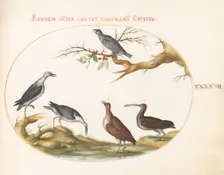 Animalia Volatilia et Amphibia (Aier): Plate XLVII, c. 1575/1580. Creator: Joris Hoefnagel