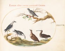 Animalia Volatilia et Amphibia (Aier): Plate XLVII, c. 1575/1580. Creator: Joris Hoefnagel