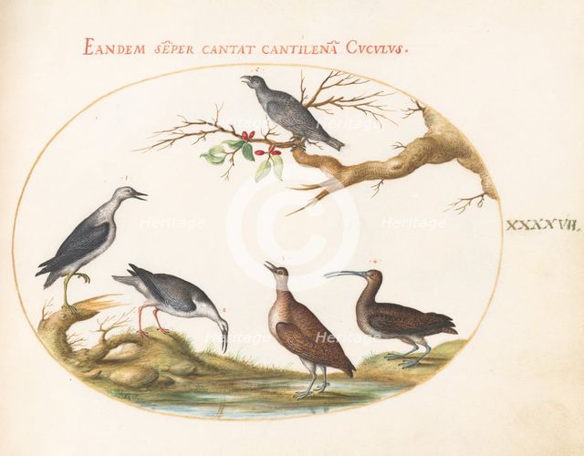 Animalia Volatilia et Amphibia (Aier): Plate XLVII, c. 1575/1580. Creator: Joris Hoefnagel.