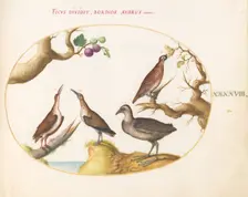 Animalia Volatilia et Amphibia (Aier): Plate XLVIII, c. 1575/1580. Creator: Joris Hoefnagel